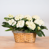 Hydrangea Double Basket