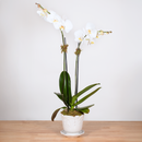Heirloom Series: Blooming Plant in 5" Juliska Jardins du Monde Planter