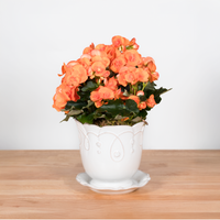 Heirloom Series: Blooming Plant in 7" Juliska Jardins du Monde Planter