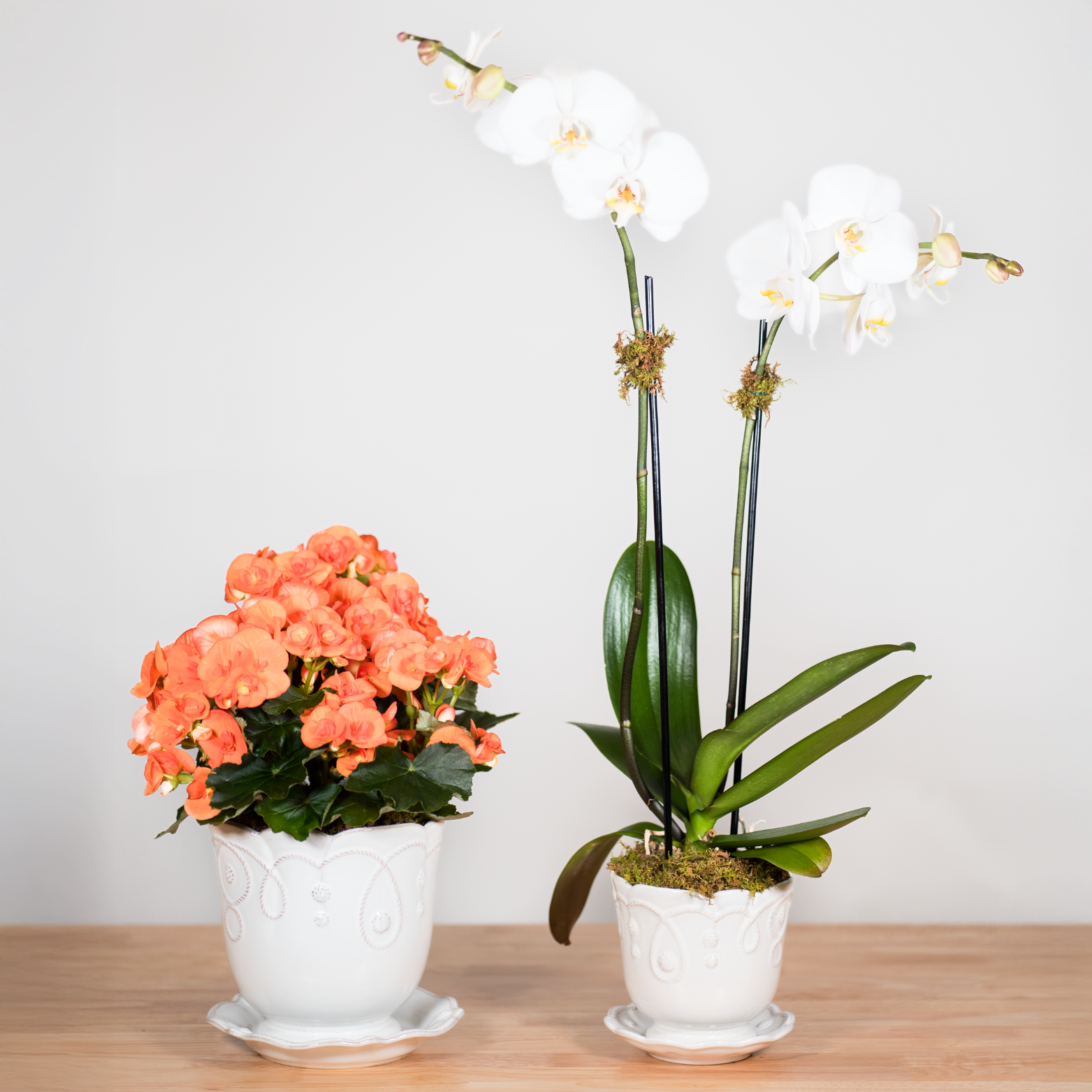 Heirloom Series: Blooming Plant in 5" Juliska Jardins du Monde Planter