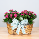 Kalanchoe Double Basket