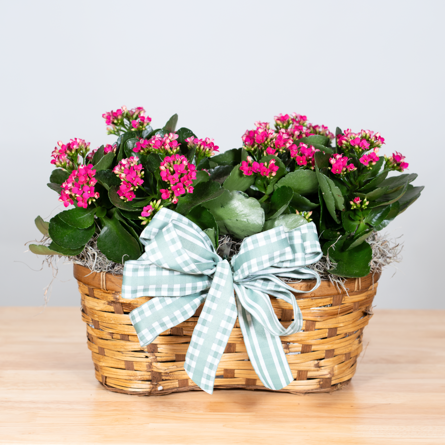 Kalanchoe Double Basket