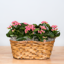 Kalanchoe Double Basket