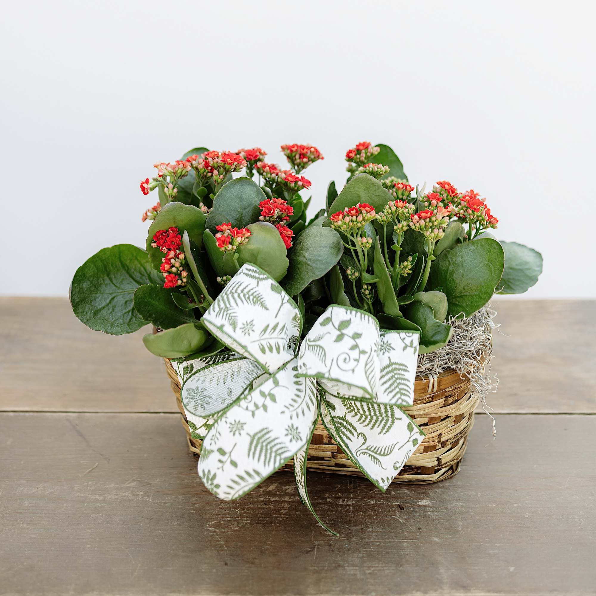 Kalanchoe Double Basket