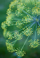 LAG Photography Acrylic Block