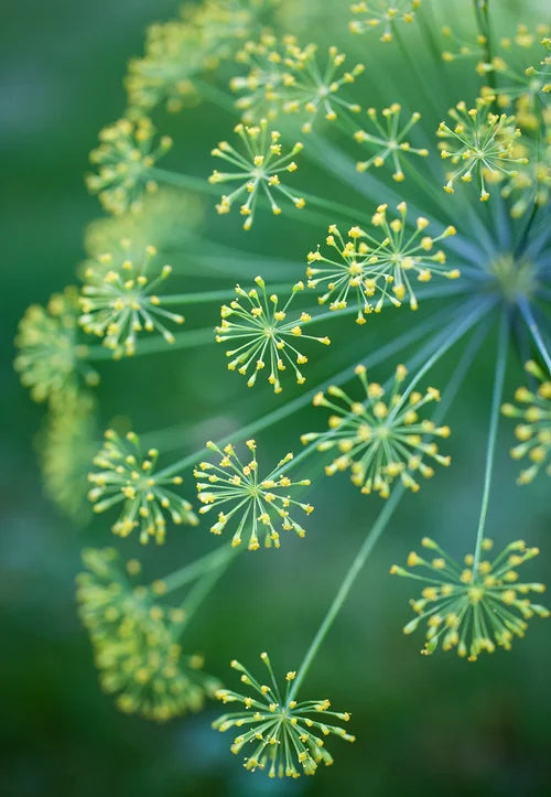 LAG Photography Acrylic Block
