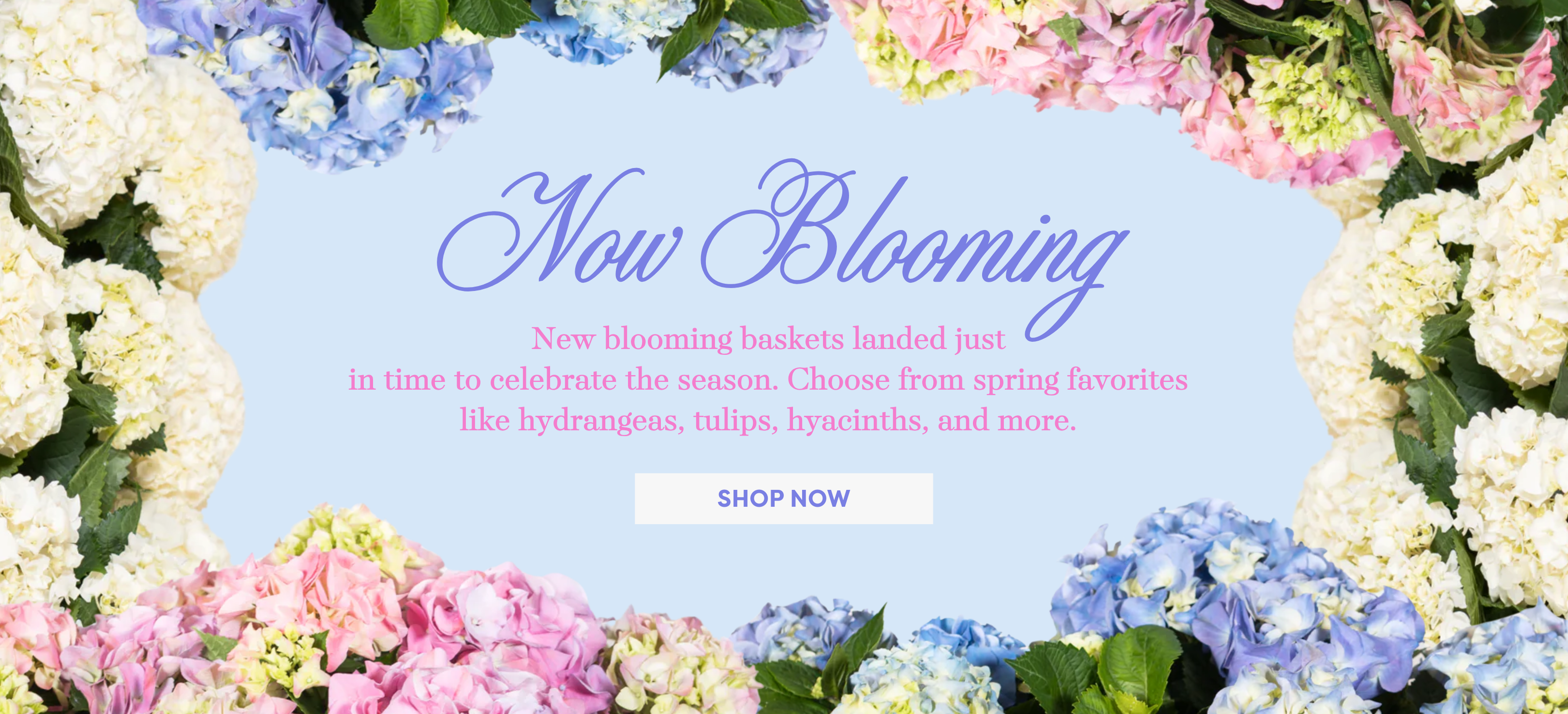 now_blooming_banner.png