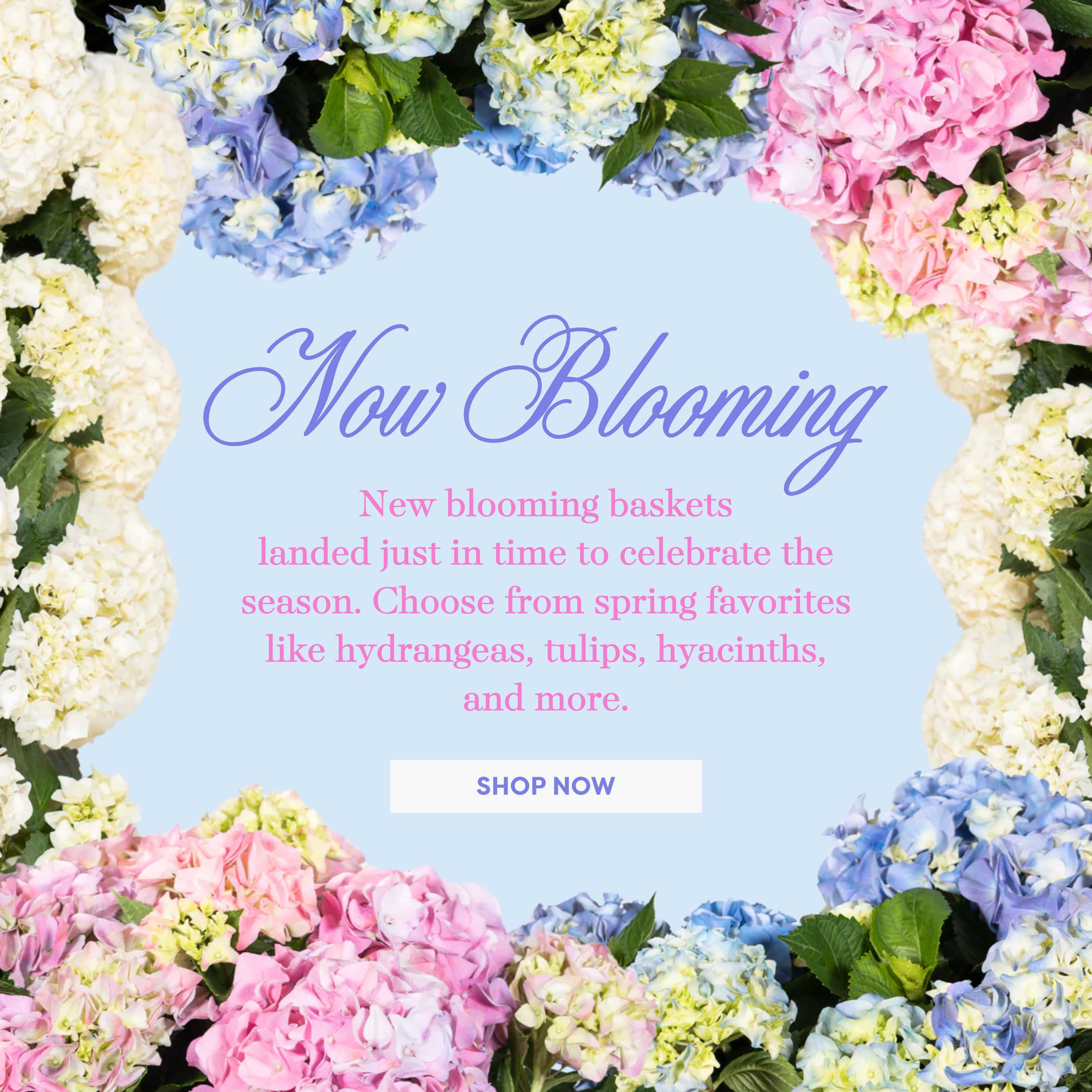 now_blooming_banner_-_mobile.png