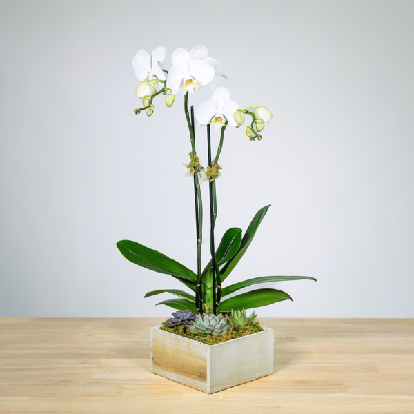 oasis for plant pots Orchid Oasis – Tipton & Hurst