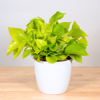Pothos