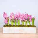 Hyacinth Box Centerpiece