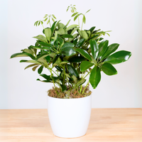Schefflera
