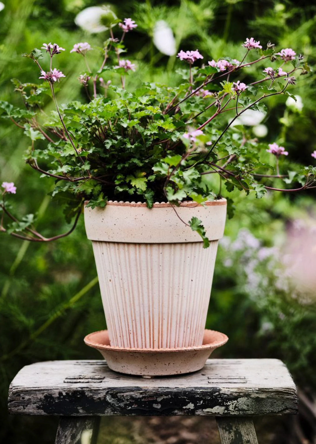 Simona Raw Rosa Pot by Berg's Potter