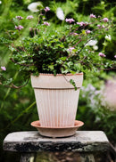 Simona Raw Rosa Pot by Berg's Potter