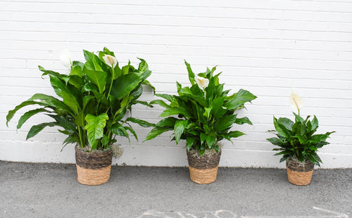 peace lily stephanie Spathiphyllum (Peace Lily) – Tipton & Hurst