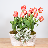 Tulip Double Basket