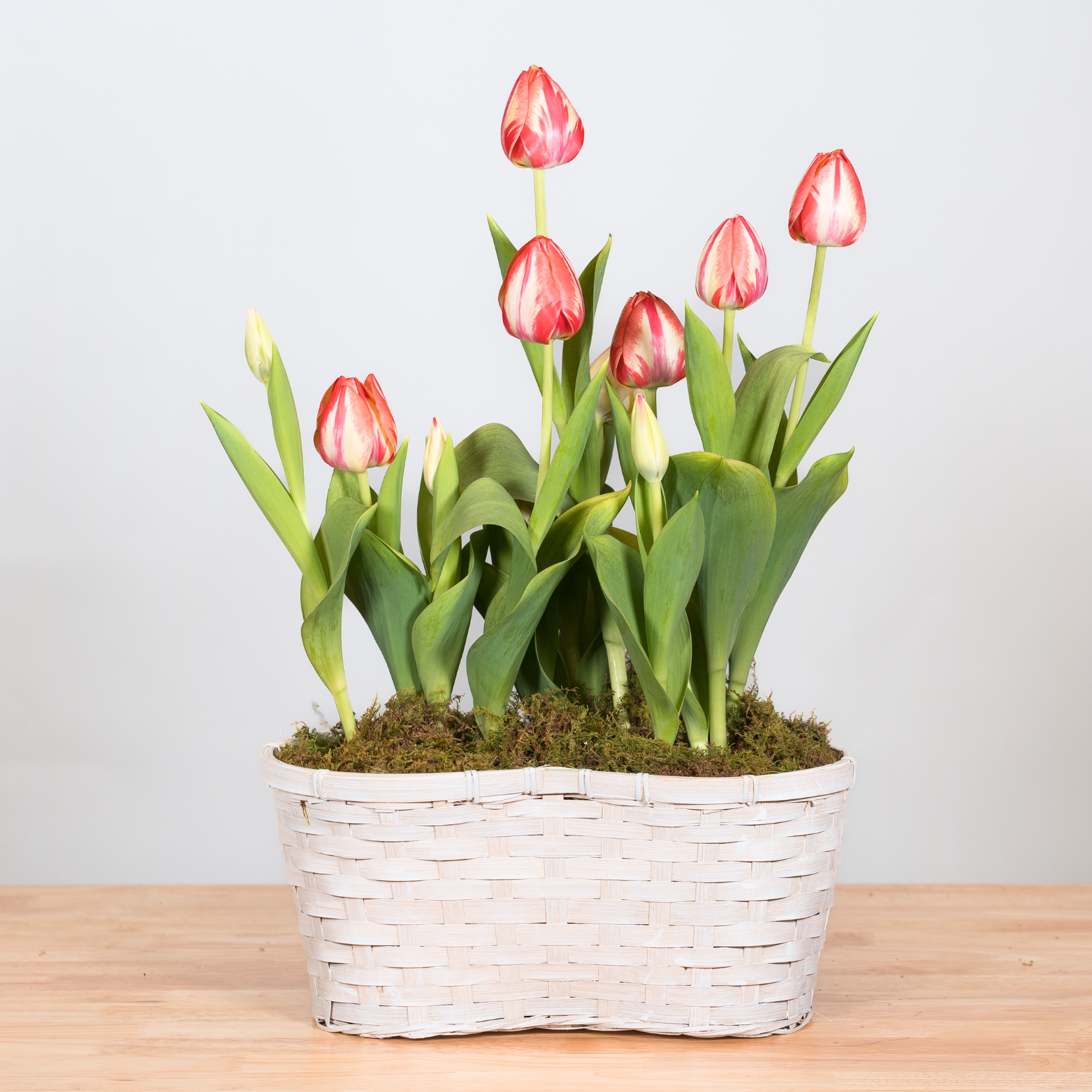 Tulip Double Basket