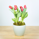 Tulips - 6 Inch