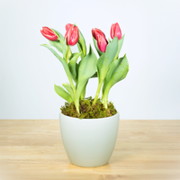 Tulips - 6 Inch