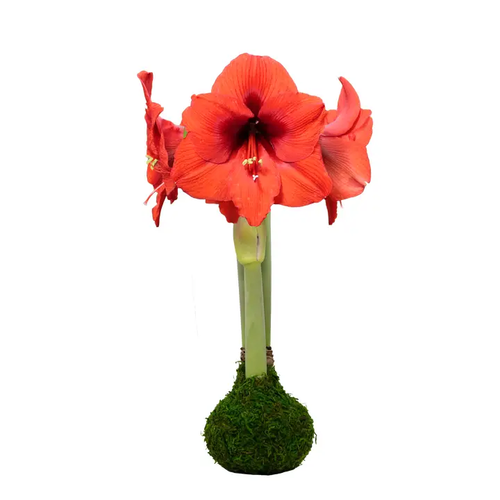 Moss Waxed Amaryllis Bulb