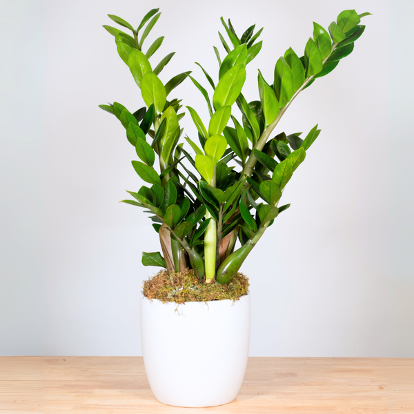 zz plant long stems ZZ Plant – Tipton & Hurst
