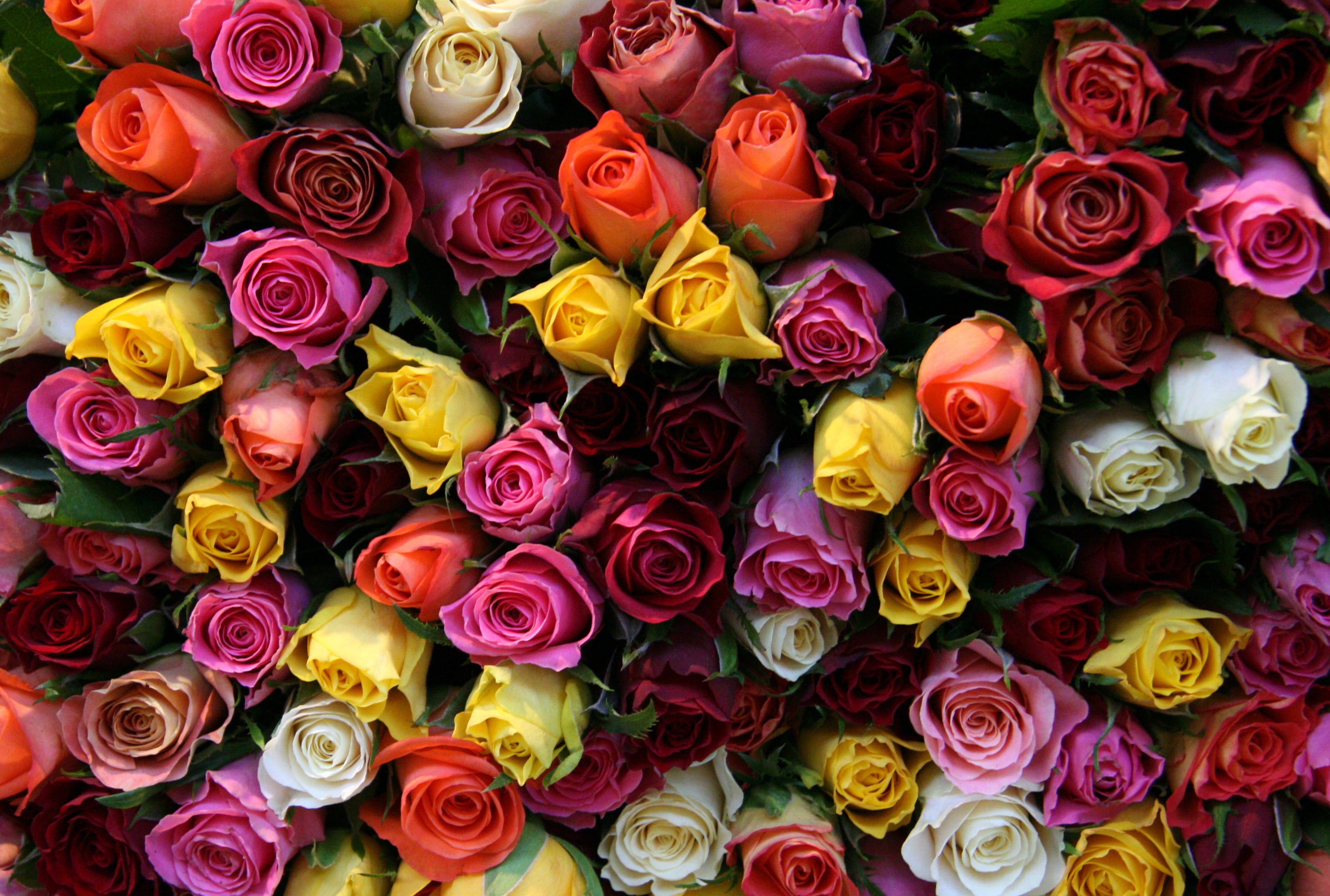 Обои розочки. Красивые розы. Разноцветные розы. Шикарные цветы.