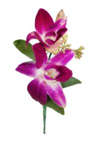 Premium Dendrobium Orchid Boutonniere