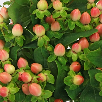 Fresh Hypericum Berry - Tipton & Hurst