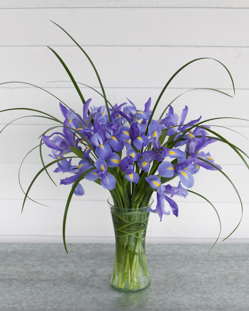 Easter Purple Irises